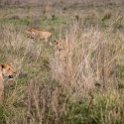 TZA ARU Ngorongoro 2016DEC26 Crater 065 : 2016, 2016 - African Adventures, Africa, Arusha, Crater, Date, December, Eastern, Month, Ngorongoro, Places, Tanzania, Trips, Year
